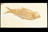 Large, Knightia Fossil Fish - Wyoming #78313-1